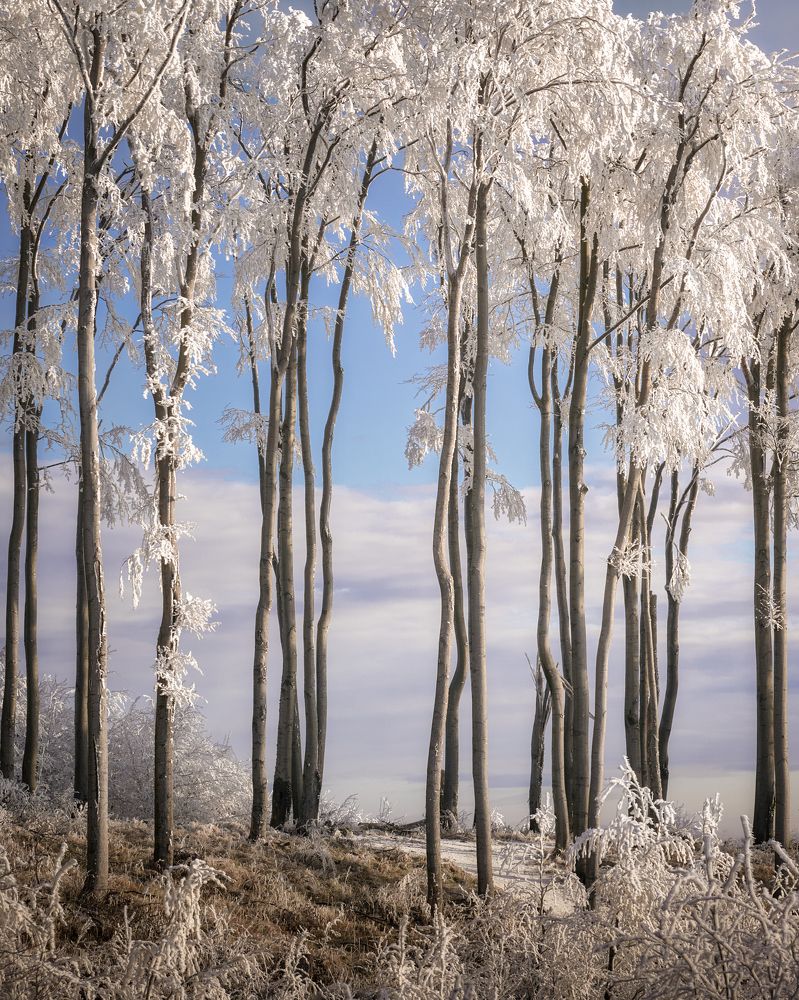 frozen trees