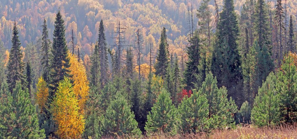 Каменная гора. Марийская Швейцария.