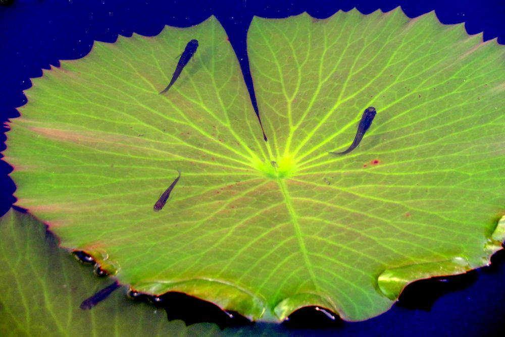 Lotus leaf with small fish