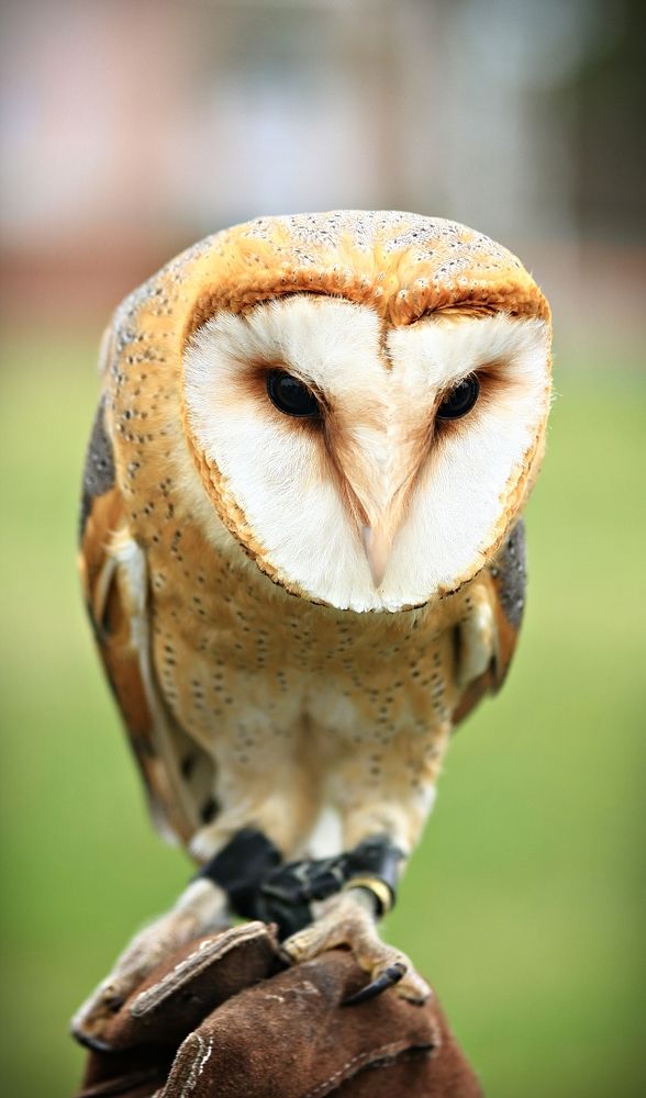 Barn owl