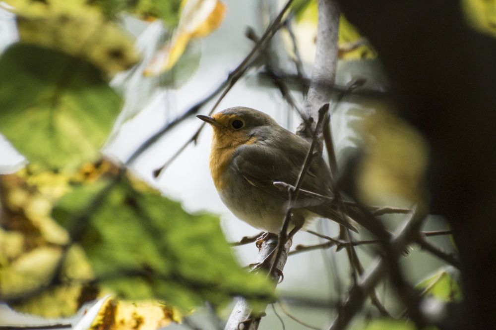 Photograph by Мария Долбич