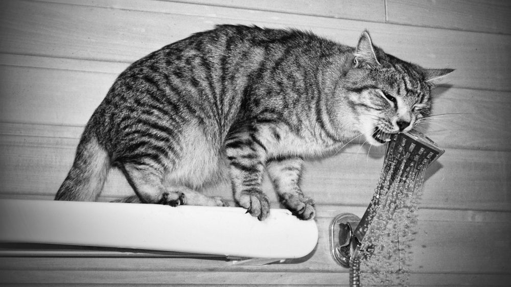 Водопроводчик