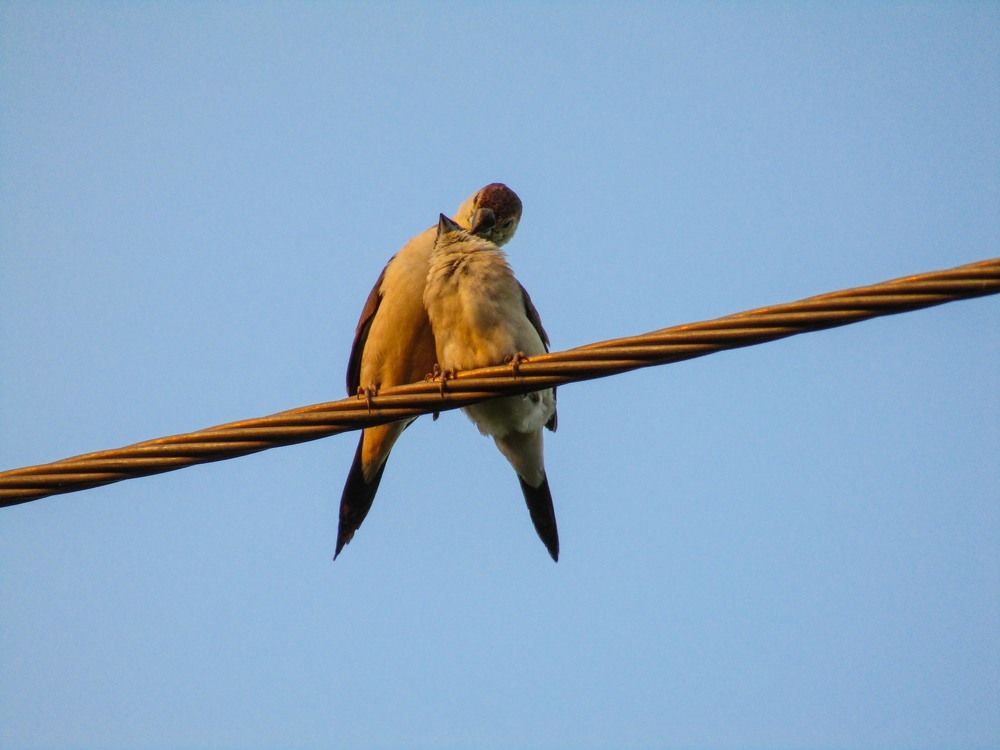 Love birds