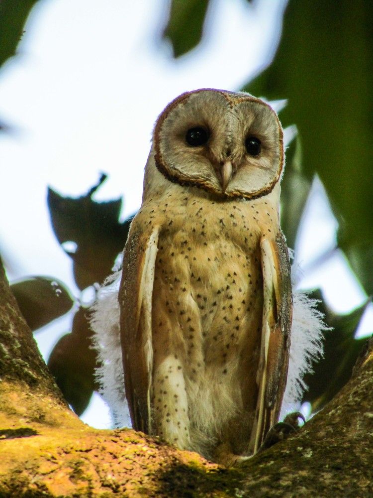 Once upon a time a owl set in a mango tree