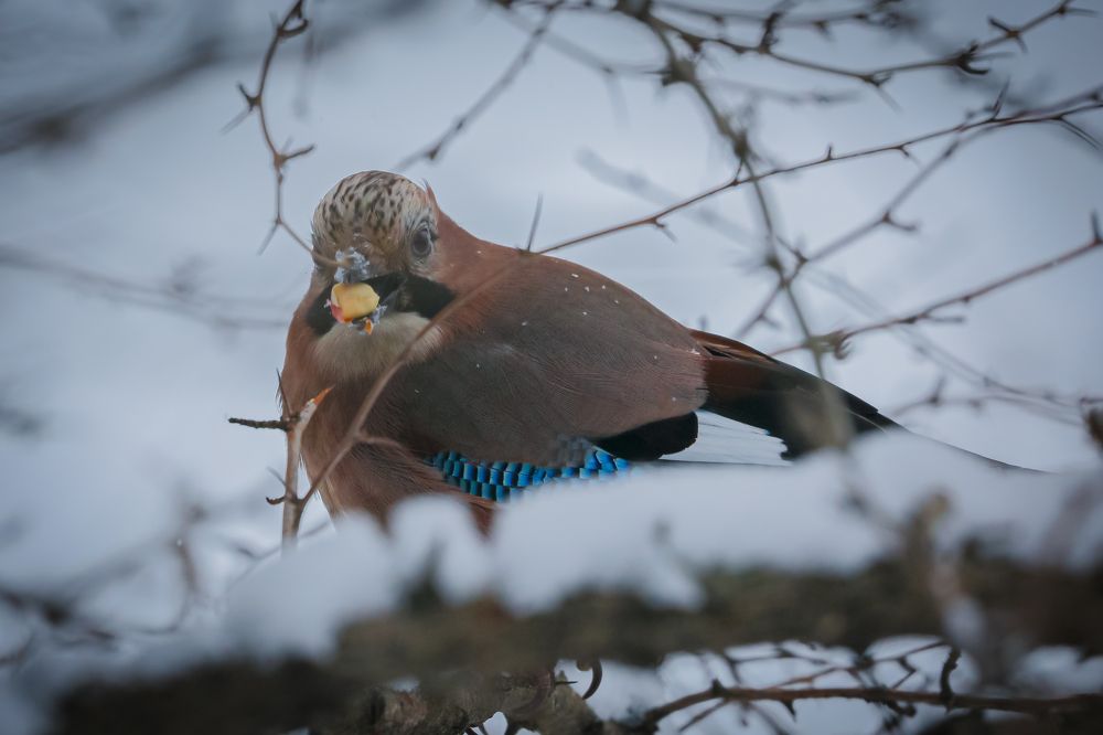 Photograph by Анастасия Бравичева