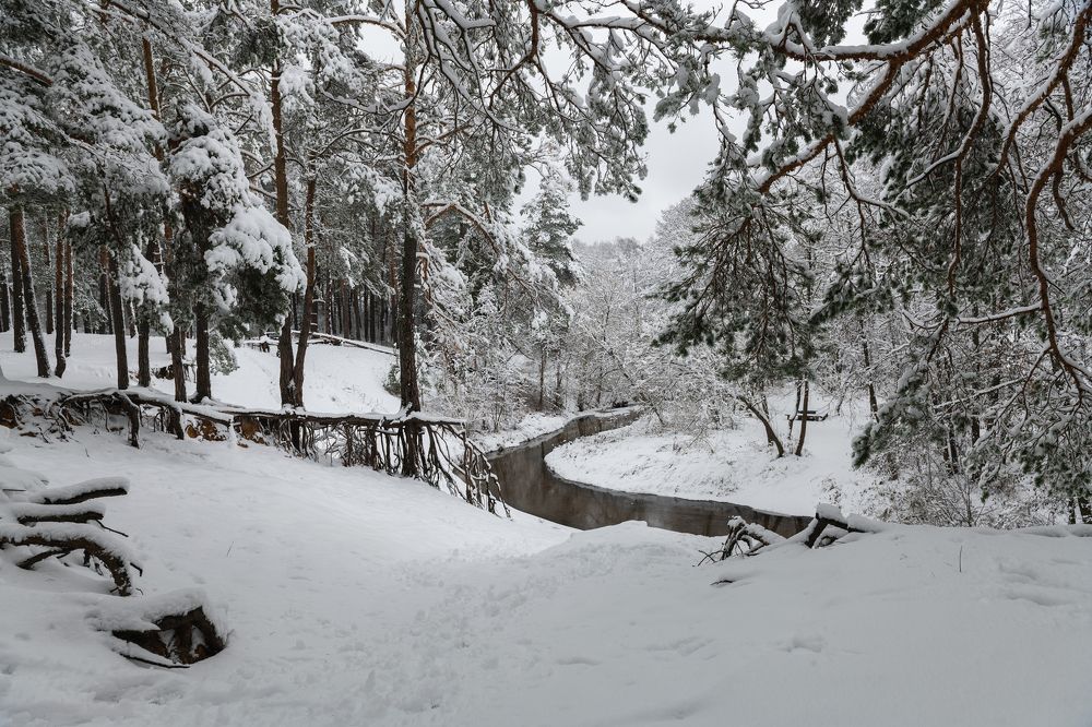 Ходячие сосны