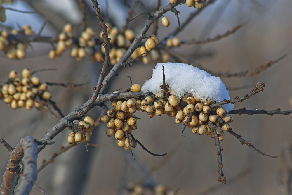 Мороженое с облепихой.