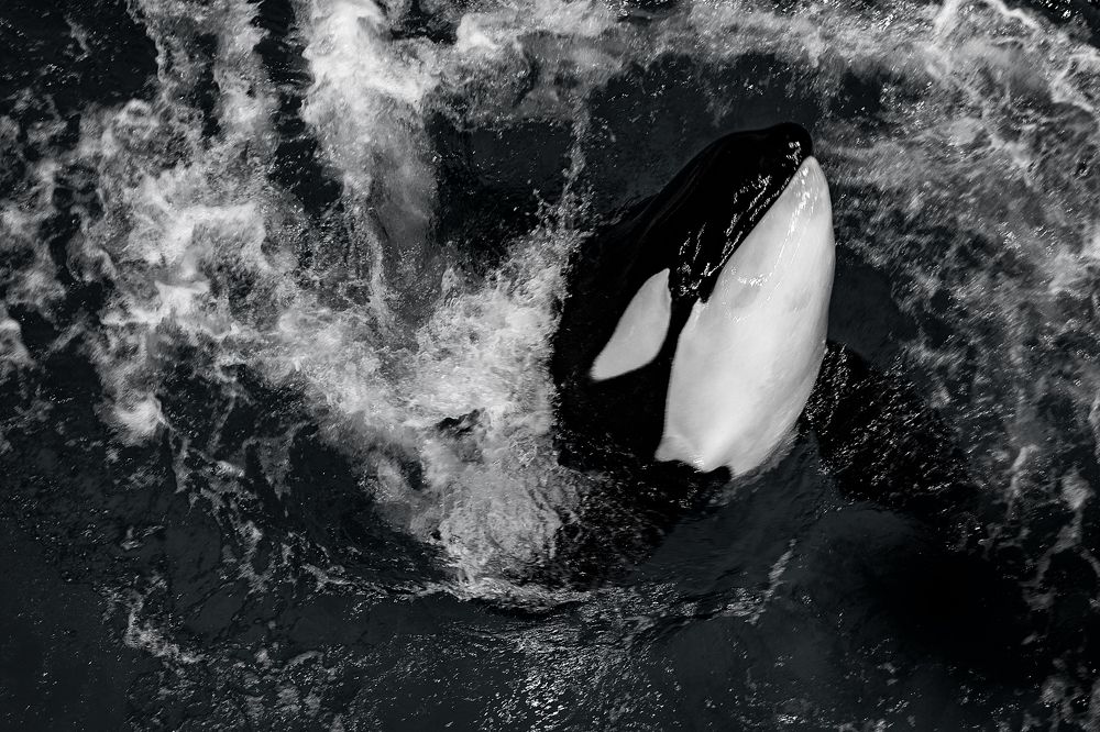 Photograph by Philip Butkin