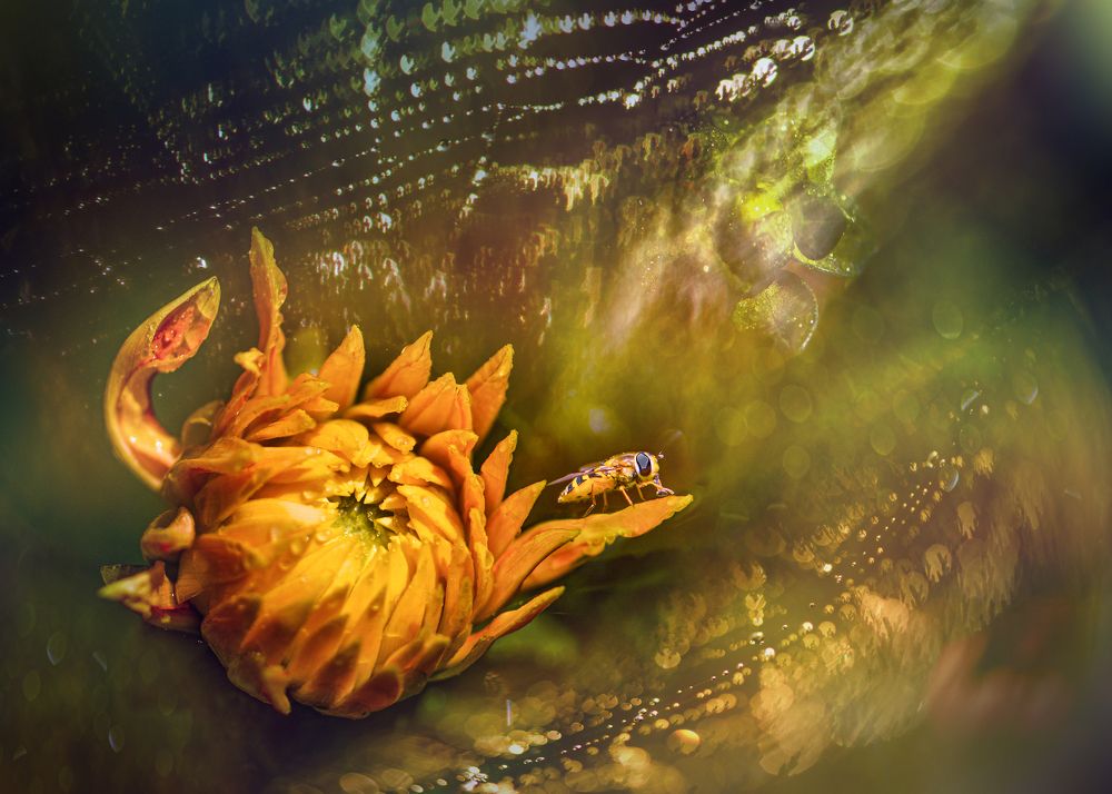 Photograph by Kristina Zvinakeviciute