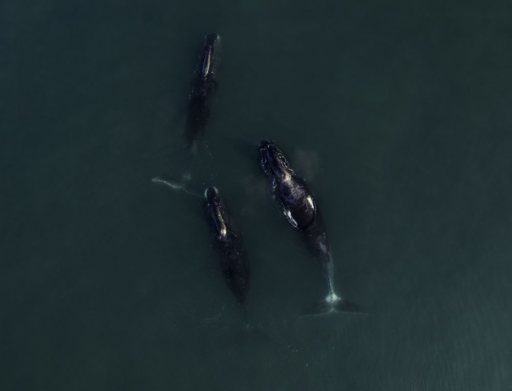 Bowhead whales