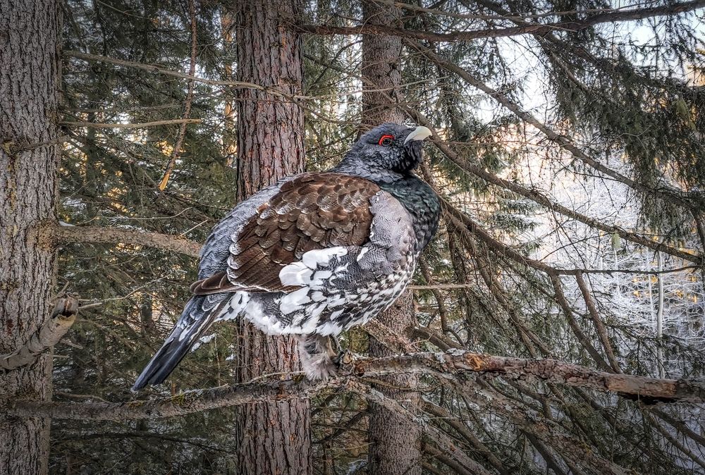 Ради конкурса можно и мобилой)
