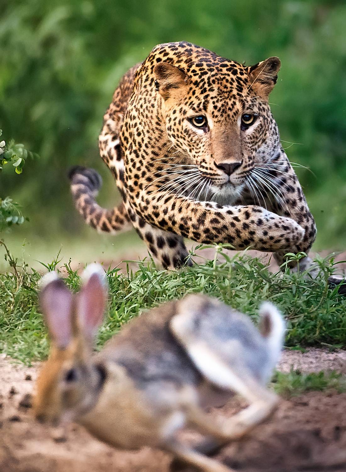 Running for their lives