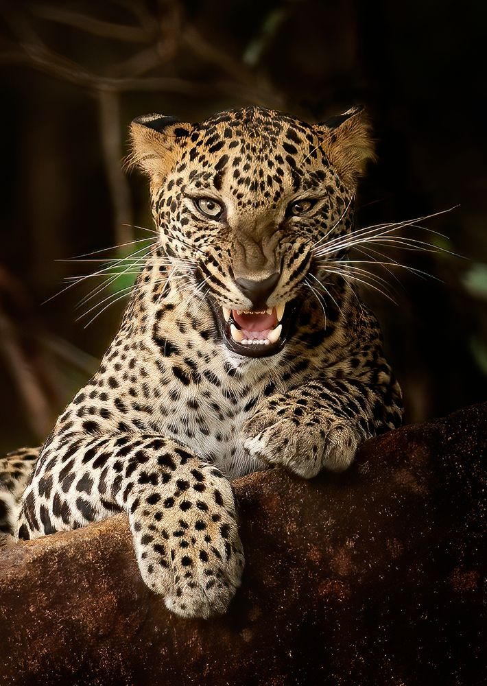 Leopard Portrait