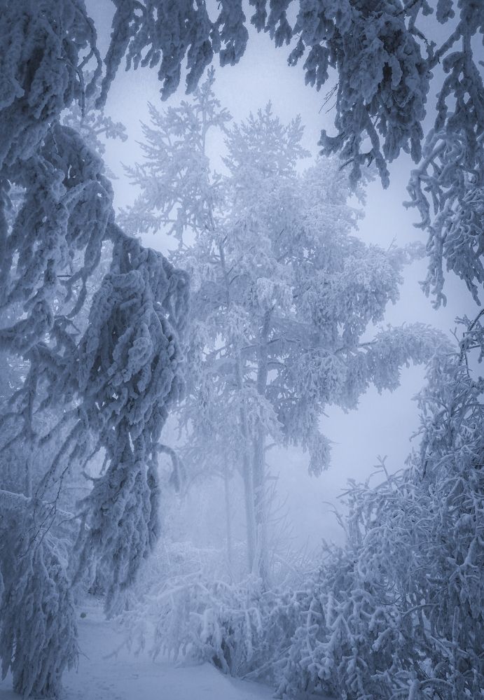 Там чудеса, там леший бродит ...