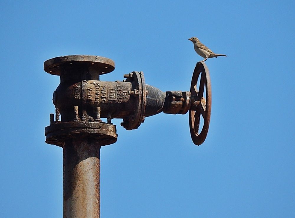 Photograph by Bhagirath Trivedi