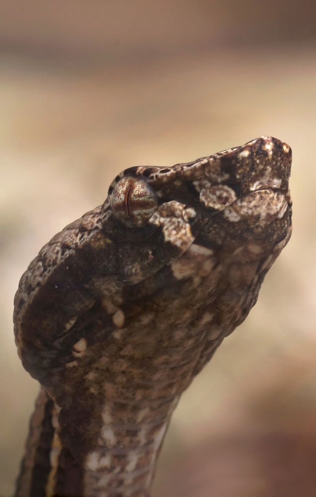 Photograph by Osanda Dissanayake