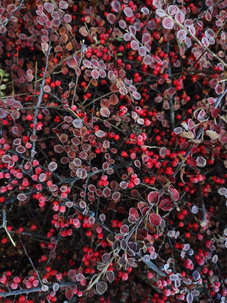 Photograph by Любовь Константиниди