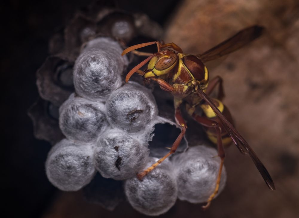 Photograph by Osanda Dissanayake