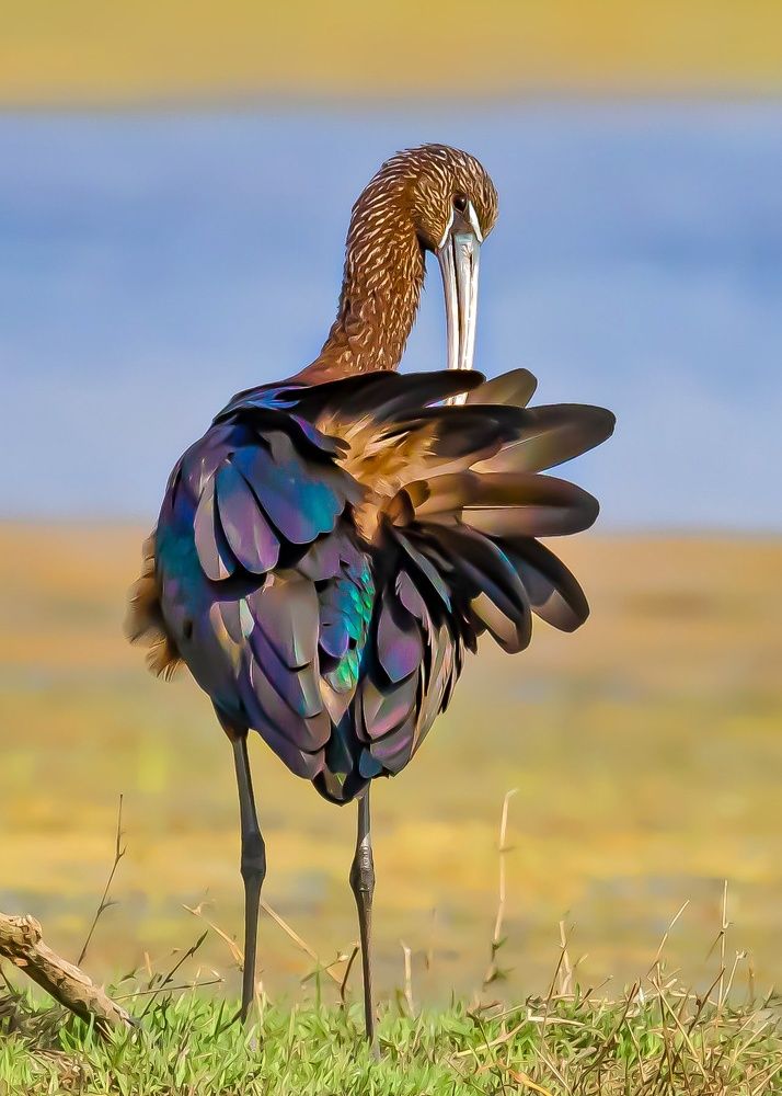 Glossy IBIS