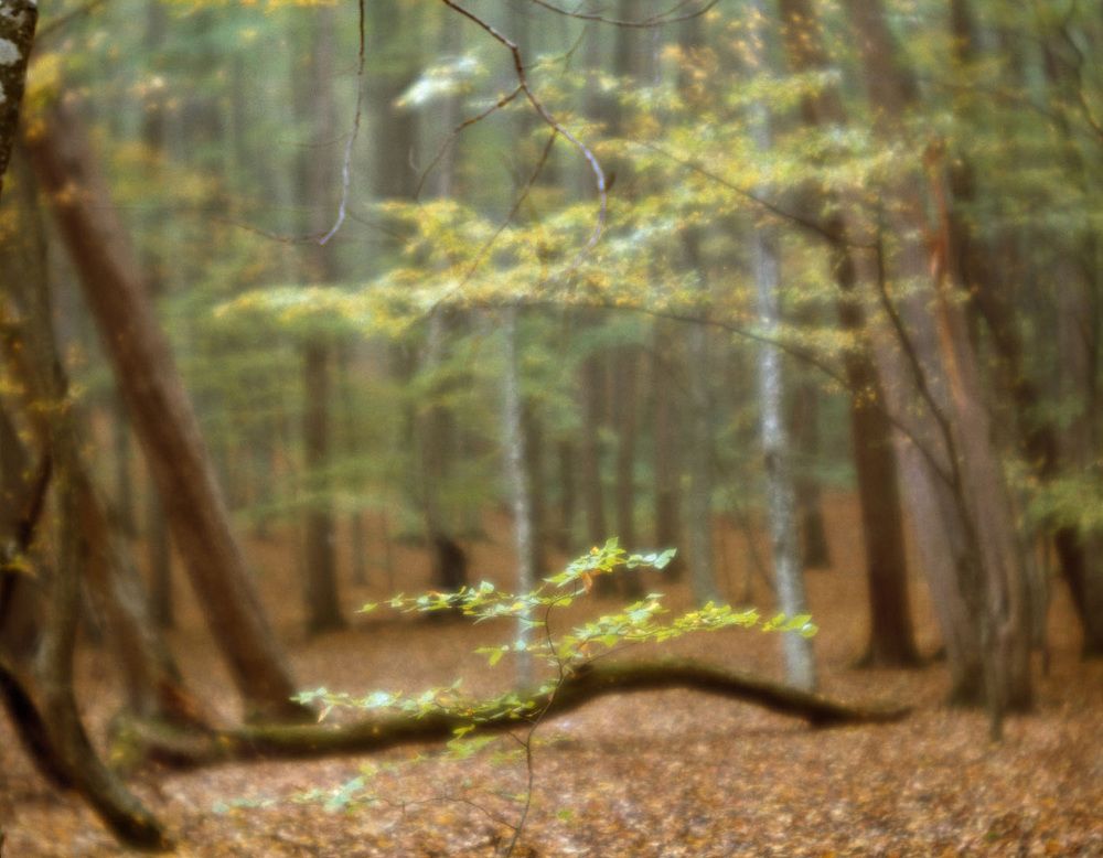 Photograph by Алексей Заморкин