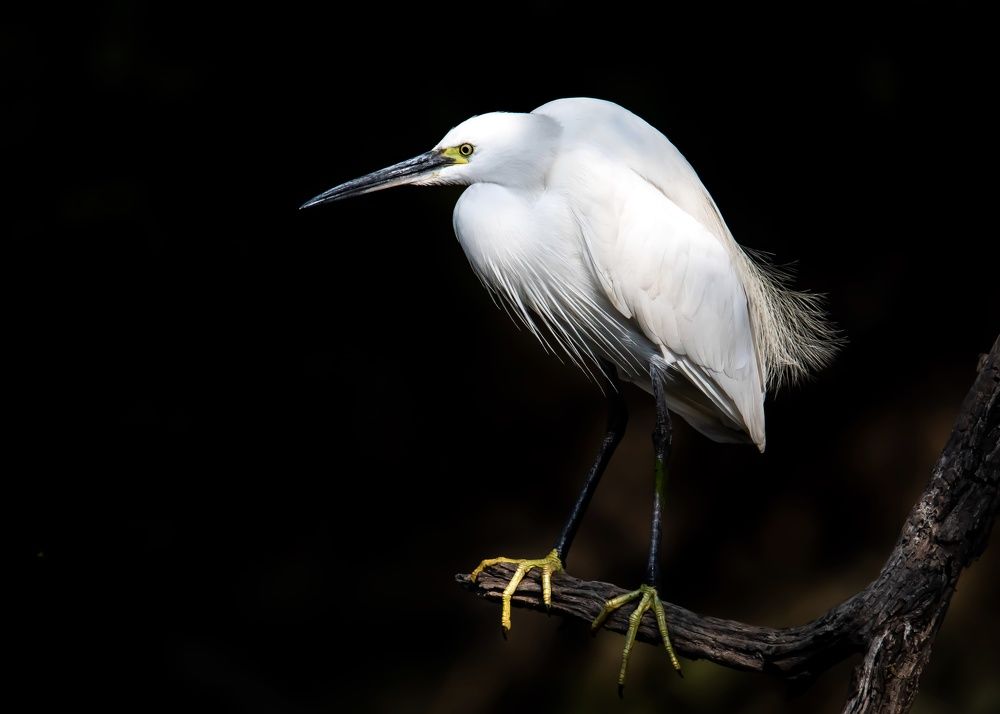 Egret in Contrast