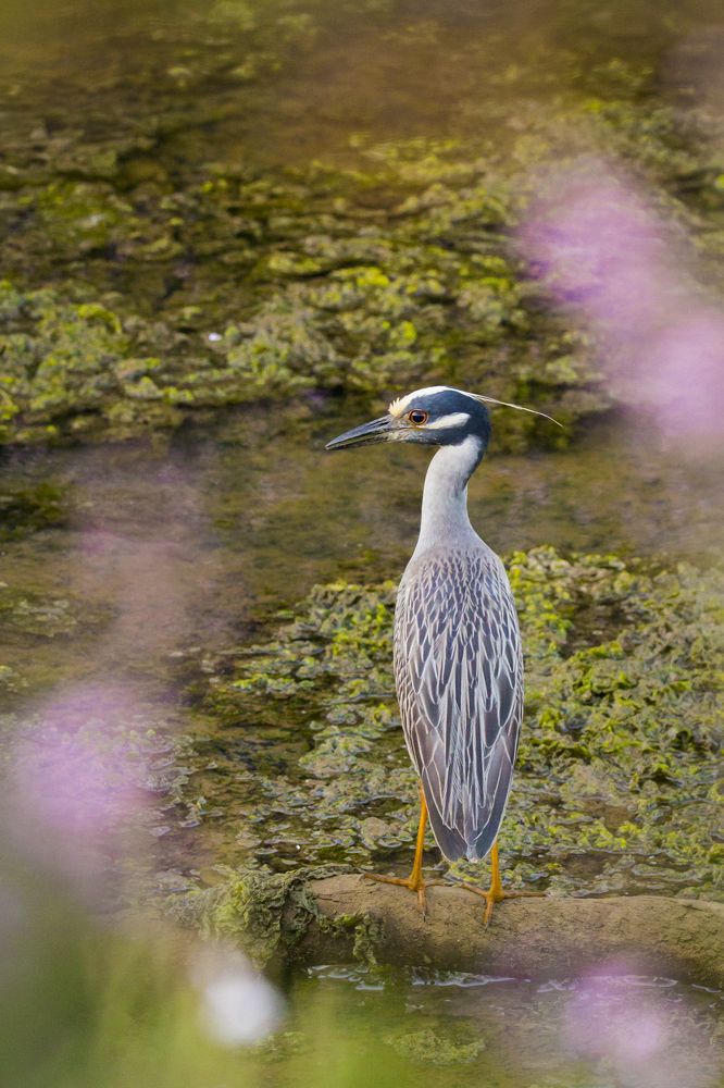 American bird in Europe