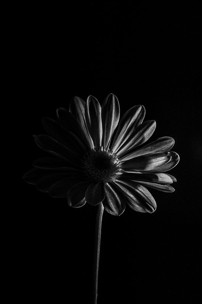 Photograph by Daniel Filipe Santos