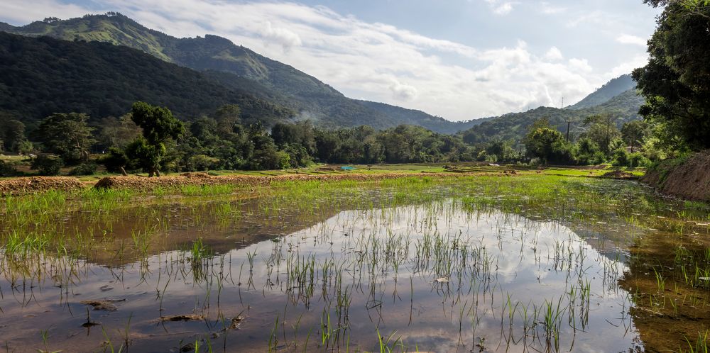 Photograph by Osanda Dissanayake