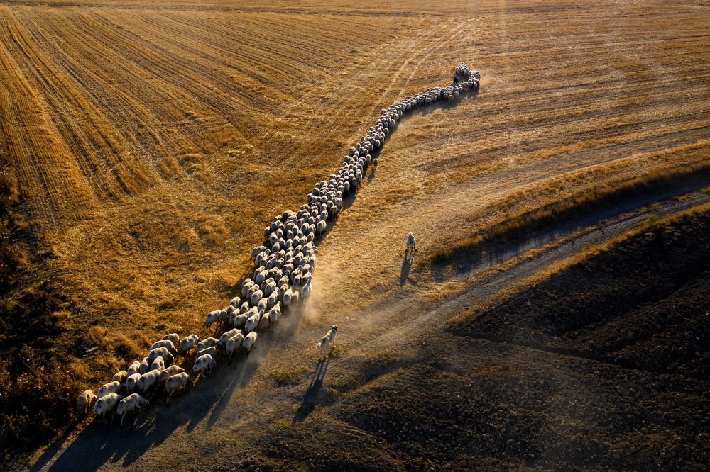 sheep herd
