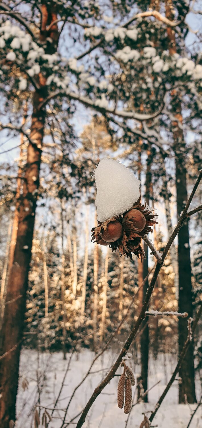Лесной сторож