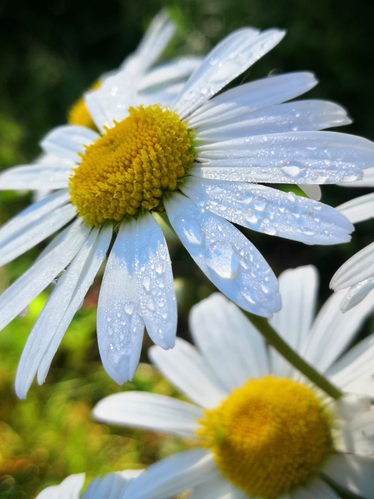 Photograph by Анна Голенева