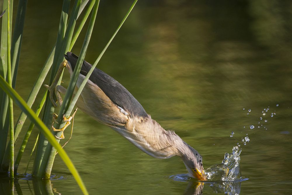 Photograph by Daniel Filipe Santos