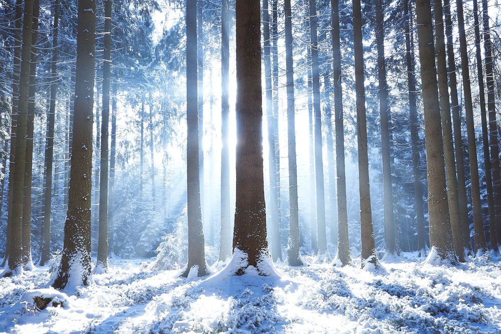 Photograph by Alexander Schönberg