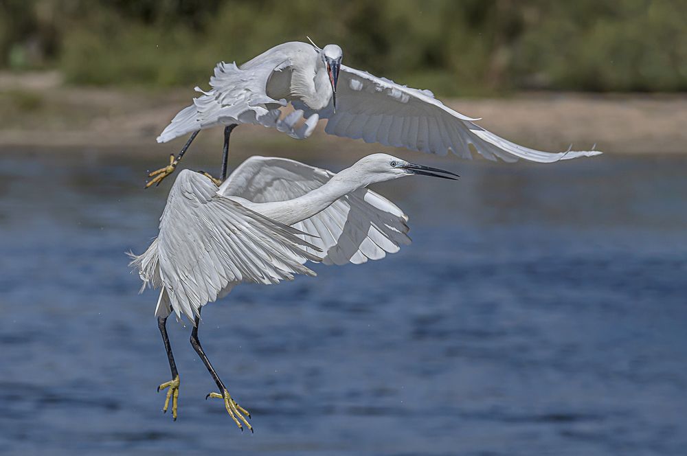 The Little Egret bird.