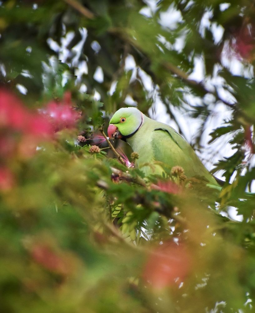 Photograph by Sameer Das