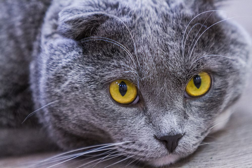 Photograph by Александр Лапшин