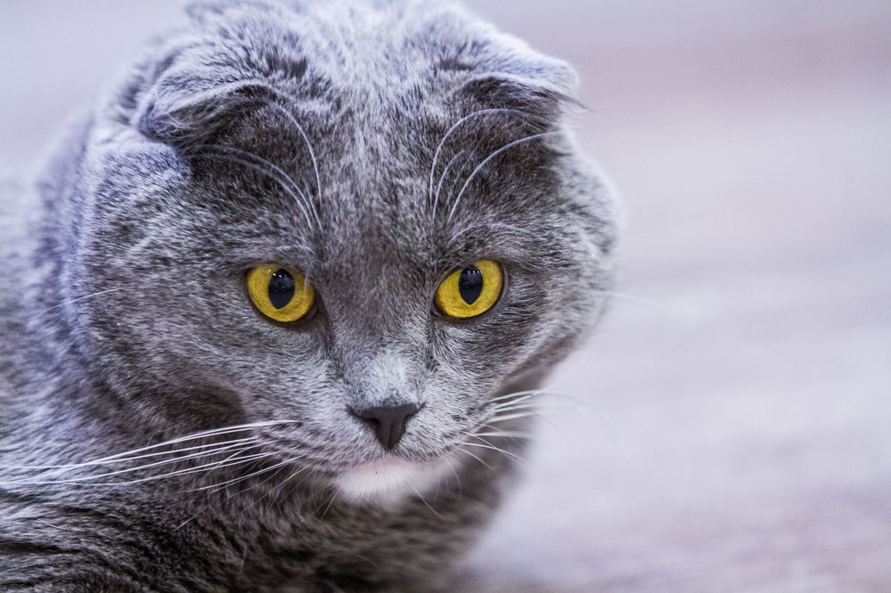 Photograph by Александр Лапшин