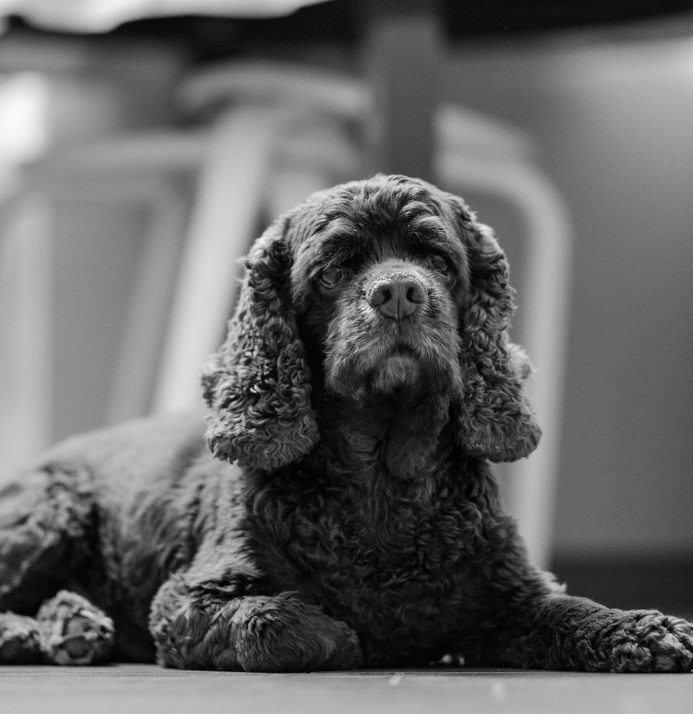 Величественный страж