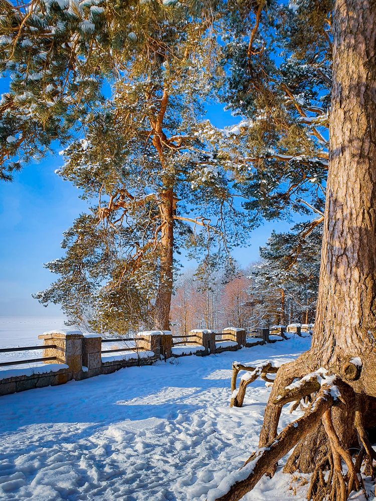 Фотография автора Inna Evseeva