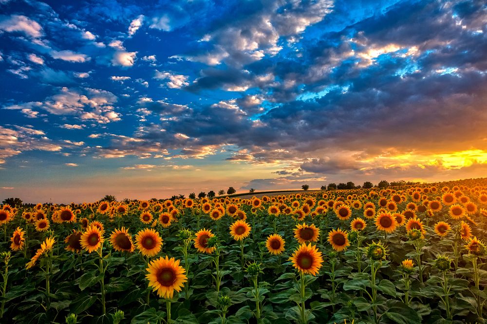 Photograph by Samir Kurtagić