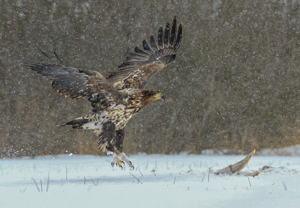 Photograph by Rafał Kowalik