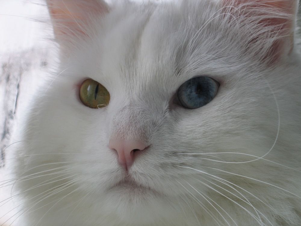 Photograph by Анатолий Плужников