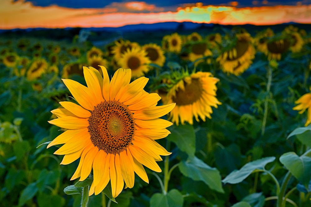 Photograph by Игорь Ковалёв