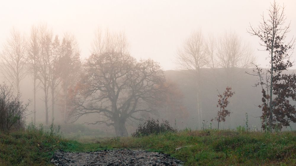 Photograph by Ольга Линк