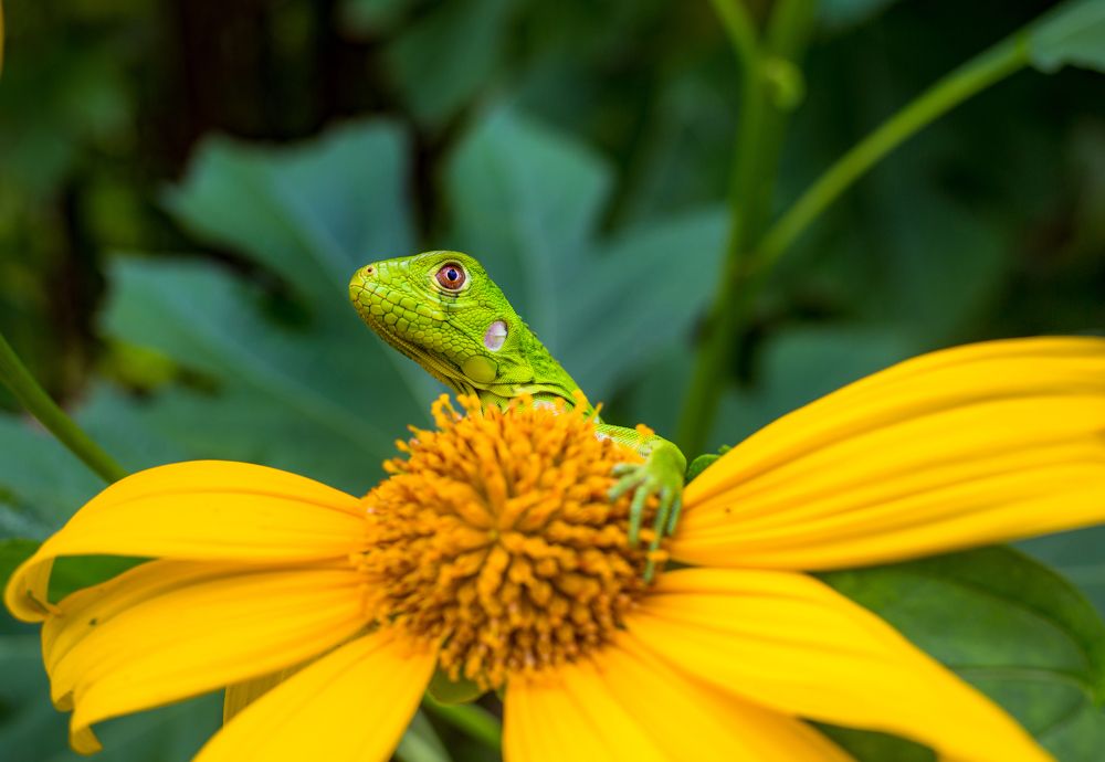 Photograph by Celio Alves Ribeiro
