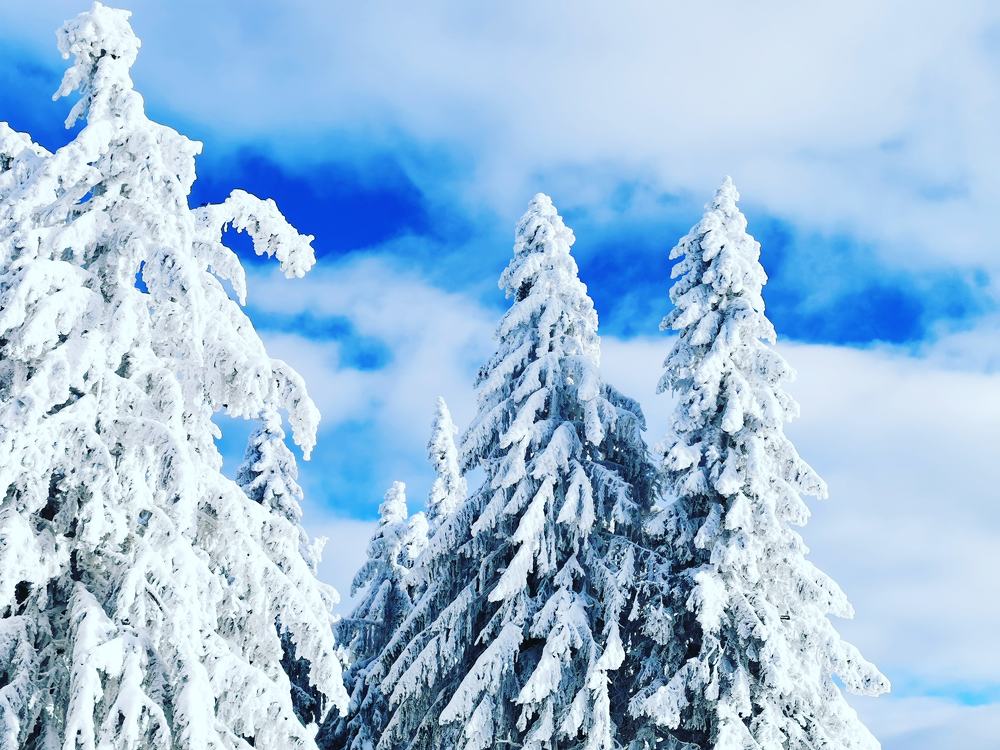 Photograph by Florentina-Adriana Vasilescu