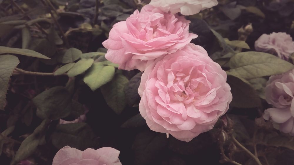 Photograph by Мария Петрова