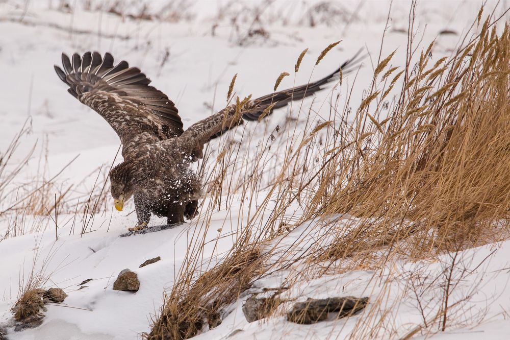 Экспрессия. Орлан-белохвост за обедом