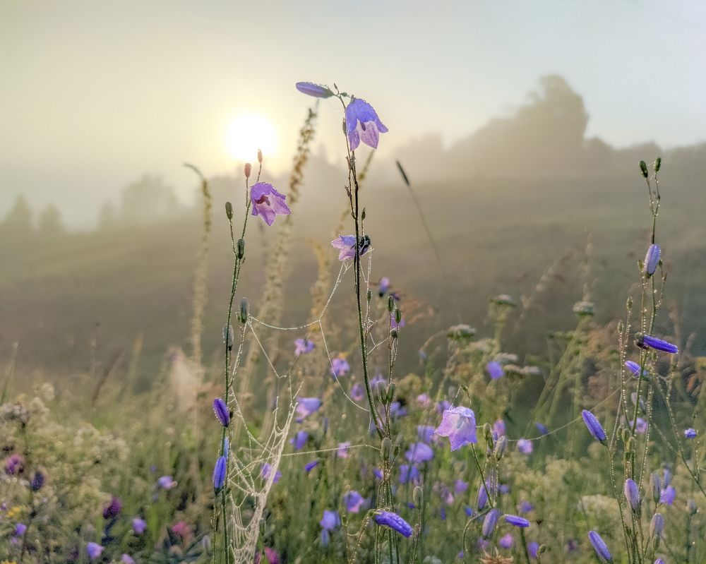 Photograph by Светлана Кондрашова