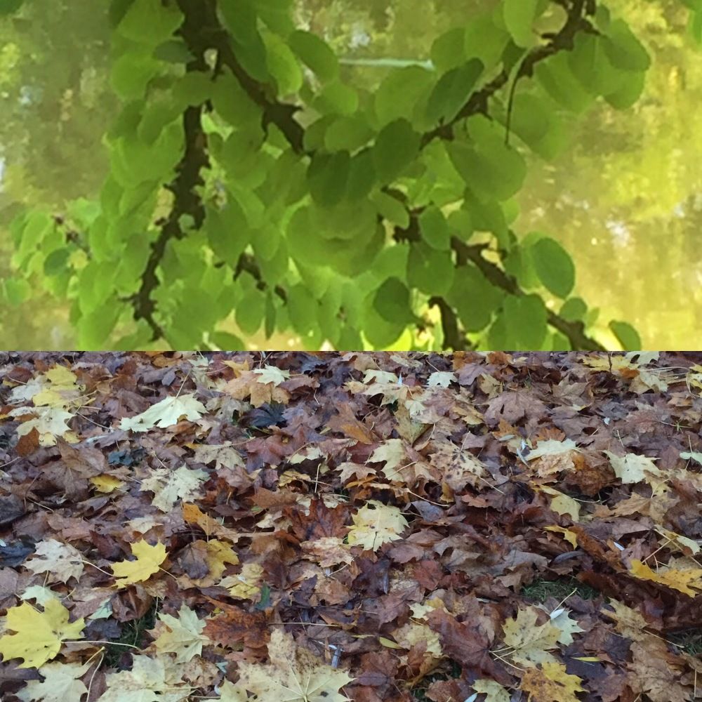 Фотография автора Livija Salauskiene